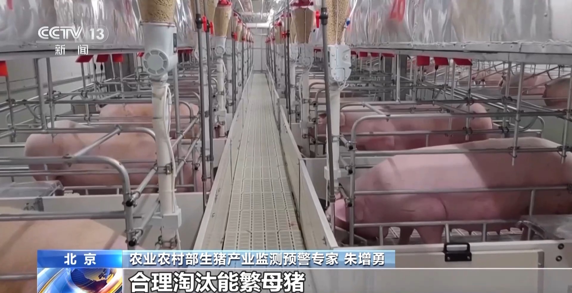“二师兄”的身价要稳住 猪企开始给猪“减肥”了