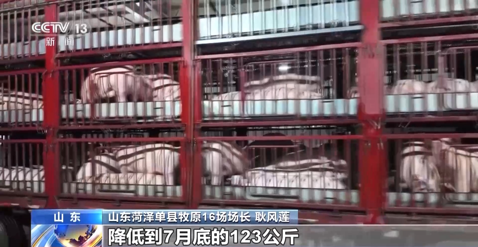 “二师兄”的身价要稳住 猪企开始给猪“减肥”了