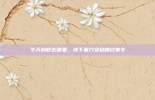 冬天蚂蚁去哪里,地下巢穴安稳度过寒冬