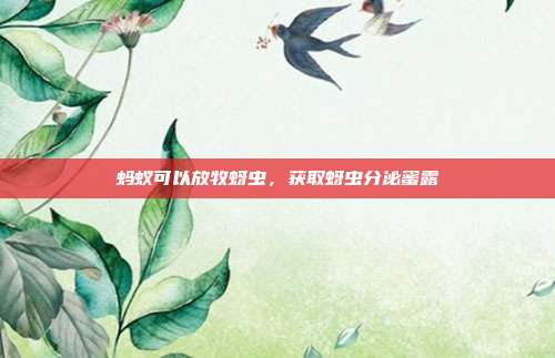 蚂蚁可以放牧蚜虫,获取蚜虫分泌蜜露