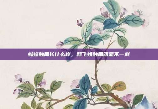 蝴蝶触角长什么样，和飞蛾触角明显不一样