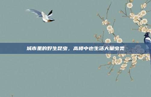 城市里的野生昆虫,高楼中也生活大量虫类