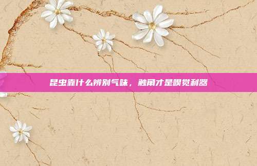 昆虫靠什么辨别气味,触角才是嗅觉利器