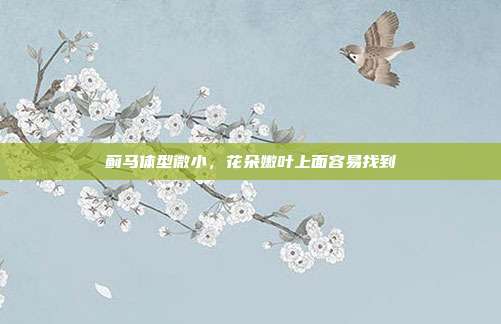 蓟马体型微小,花朵嫩叶上面容易找到