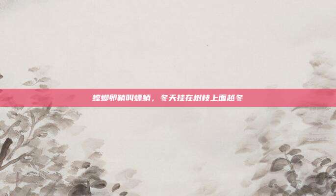 螳螂卵鞘叫螵蛸,冬天挂在树枝上面越冬