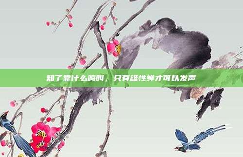 知了靠什么鸣叫,只有雄性蝉才可以发声
