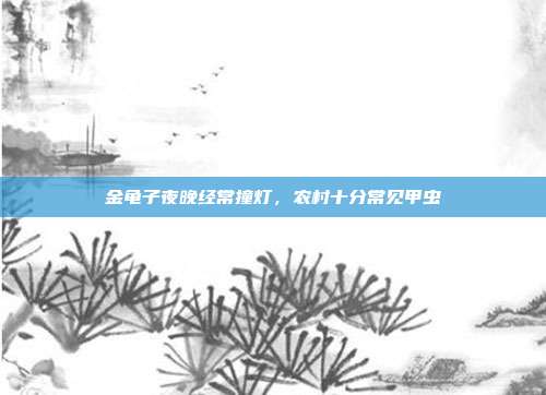 金龟子夜晚经常撞灯,农村十分常见甲虫