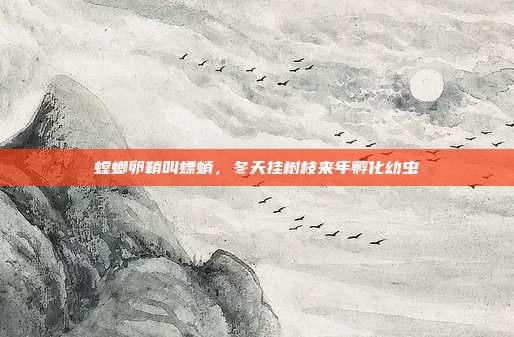 螳螂卵鞘叫螵蛸,冬天挂树枝来年孵化幼虫