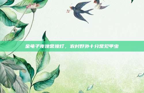 金龟子夜晚常撞灯,农村野外十分常见甲虫