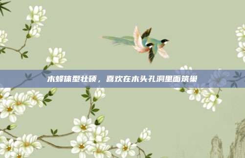 木蜂体型壮硕,喜欢在木头孔洞里面筑巢