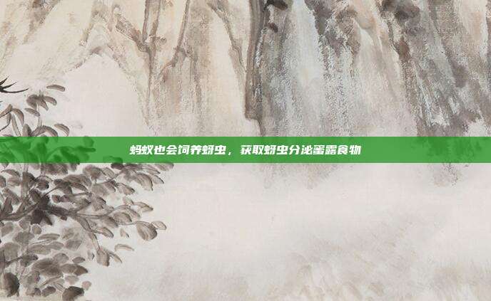蚂蚁也会饲养蚜虫，获取蚜虫分泌蜜露食物