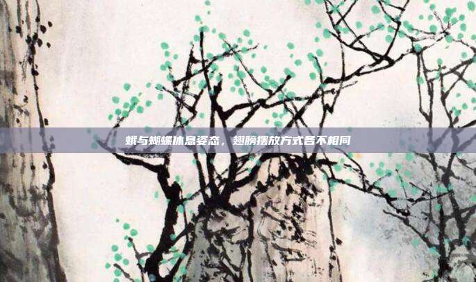 蛾与蝴蝶休息姿态,翅膀摆放方式各不相同