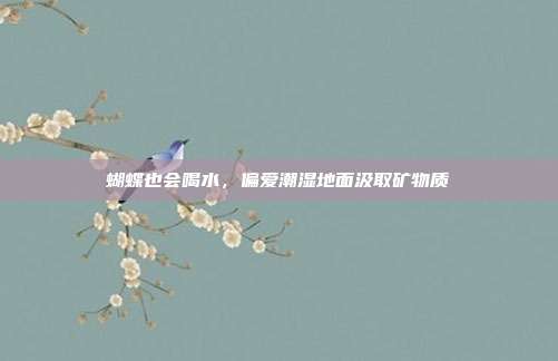 蝴蝶也会喝水,偏爱潮湿地面汲取矿物质