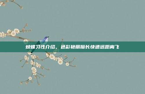 蛱蝶习性介绍,色彩艳丽擅长快速远距离飞