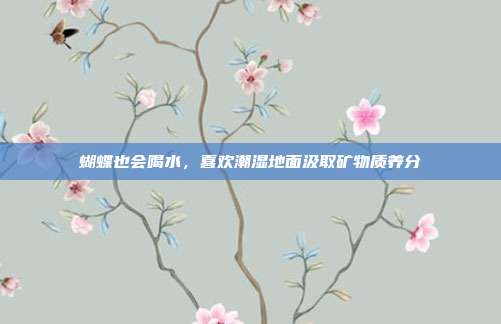 蝴蝶也会喝水,喜欢潮湿地面汲取矿物质养分