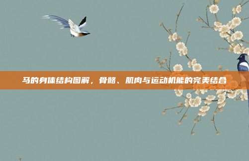 马的身体结构图解,骨骼、肌肉与运动机能的完美结合