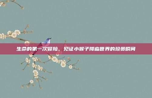 生命的第一次冒险，见证小猴子降临世界的珍贵瞬间