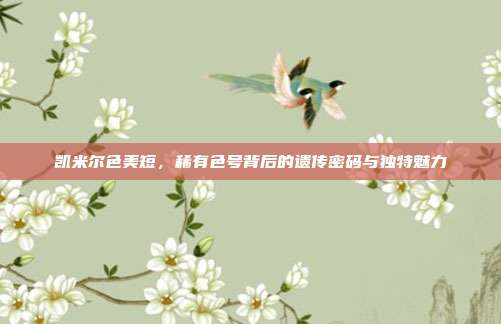 凯米尔色美短,稀有色号背后的遗传密码与独特魅力