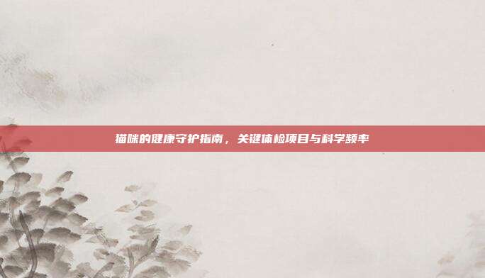 猫咪的健康守护指南,关键体检项目与科学频率