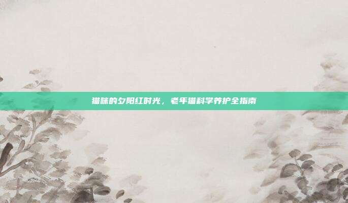 猫咪的夕阳红时光，老年猫科学养护全指南
