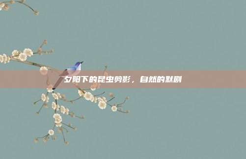 夕阳下的昆虫剪影，自然的默剧