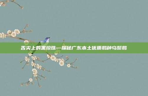 舌尖上的黑珍珠—探秘广东本土优质鹅种乌鬃鹅