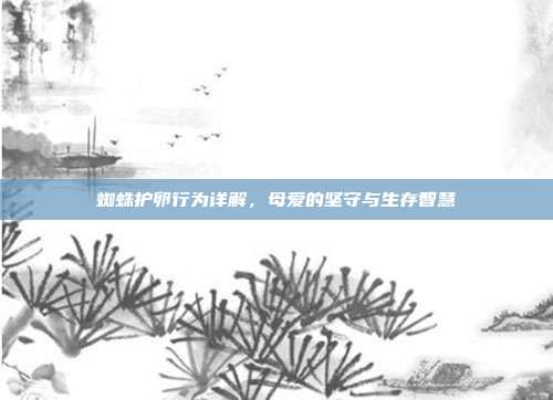 蜘蛛护卵行为详解,母爱的坚守与生存智慧
